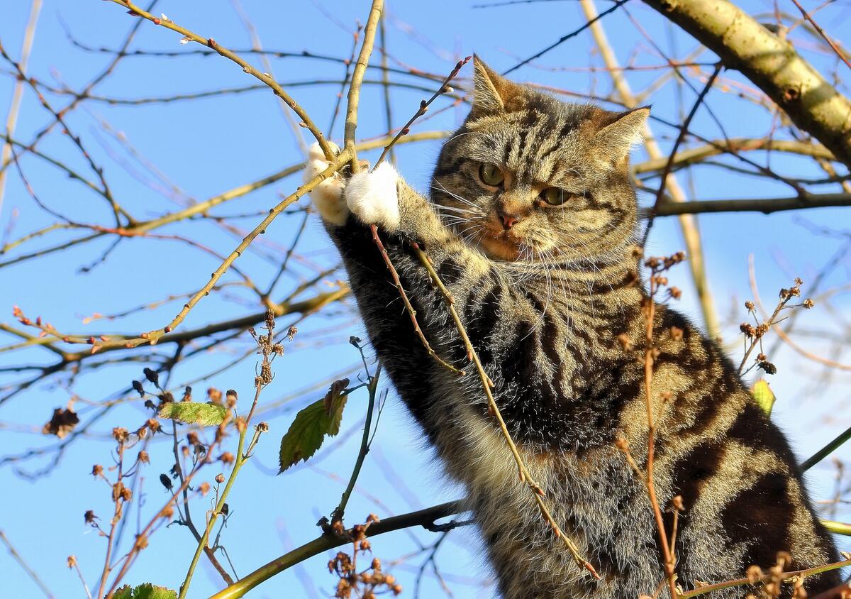Милый котик на дереве держится за ветки