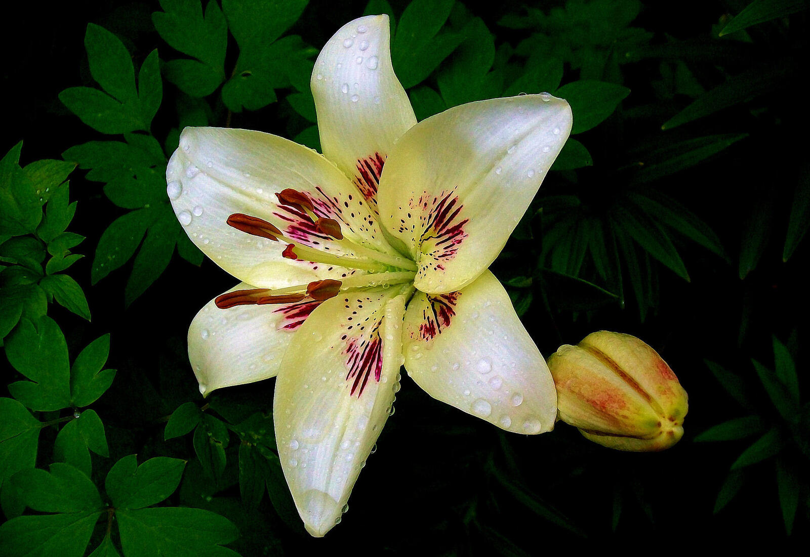 Wallpapers lilies lilyt white flower on the desktop