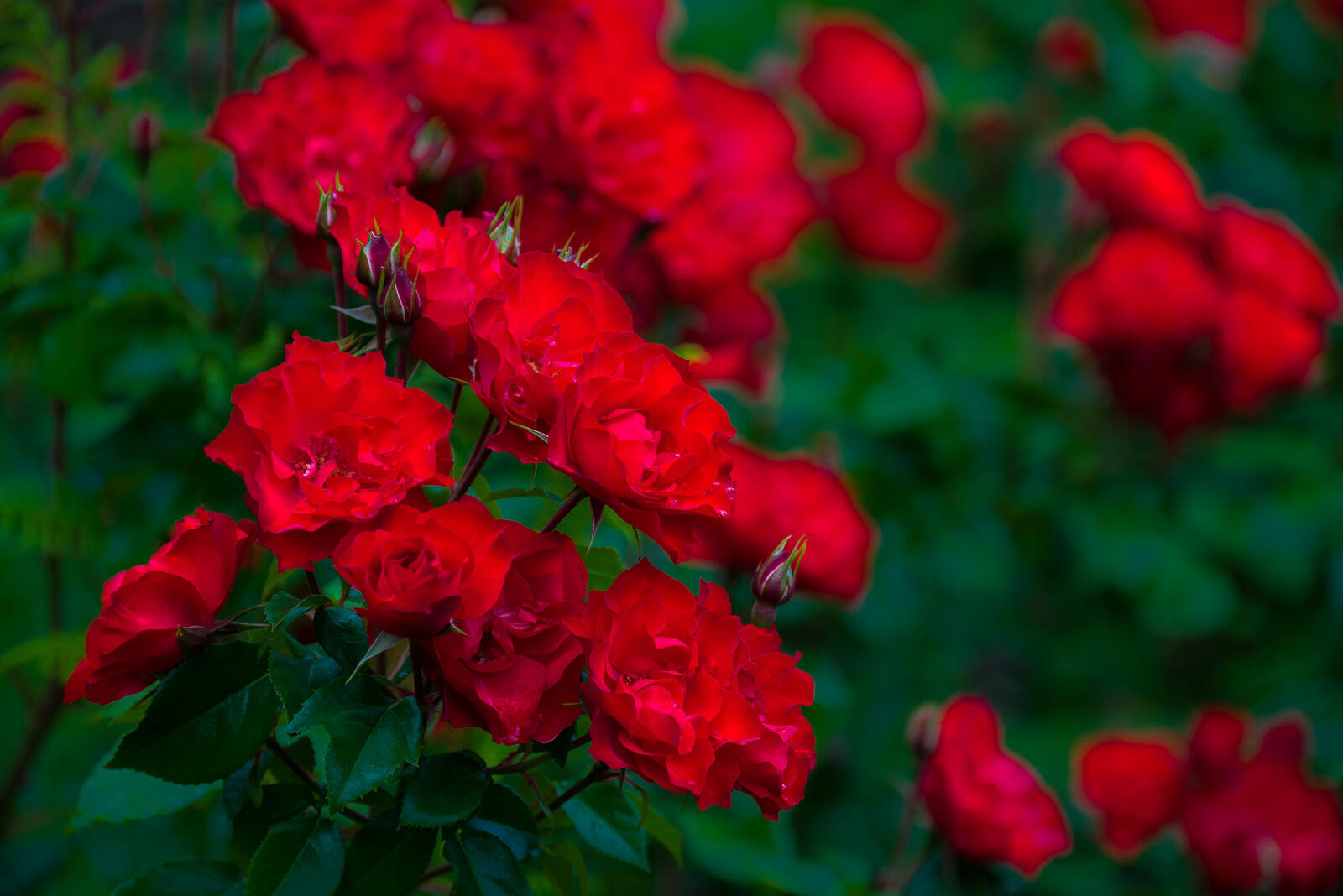 Бесплатное фото Парковые розы