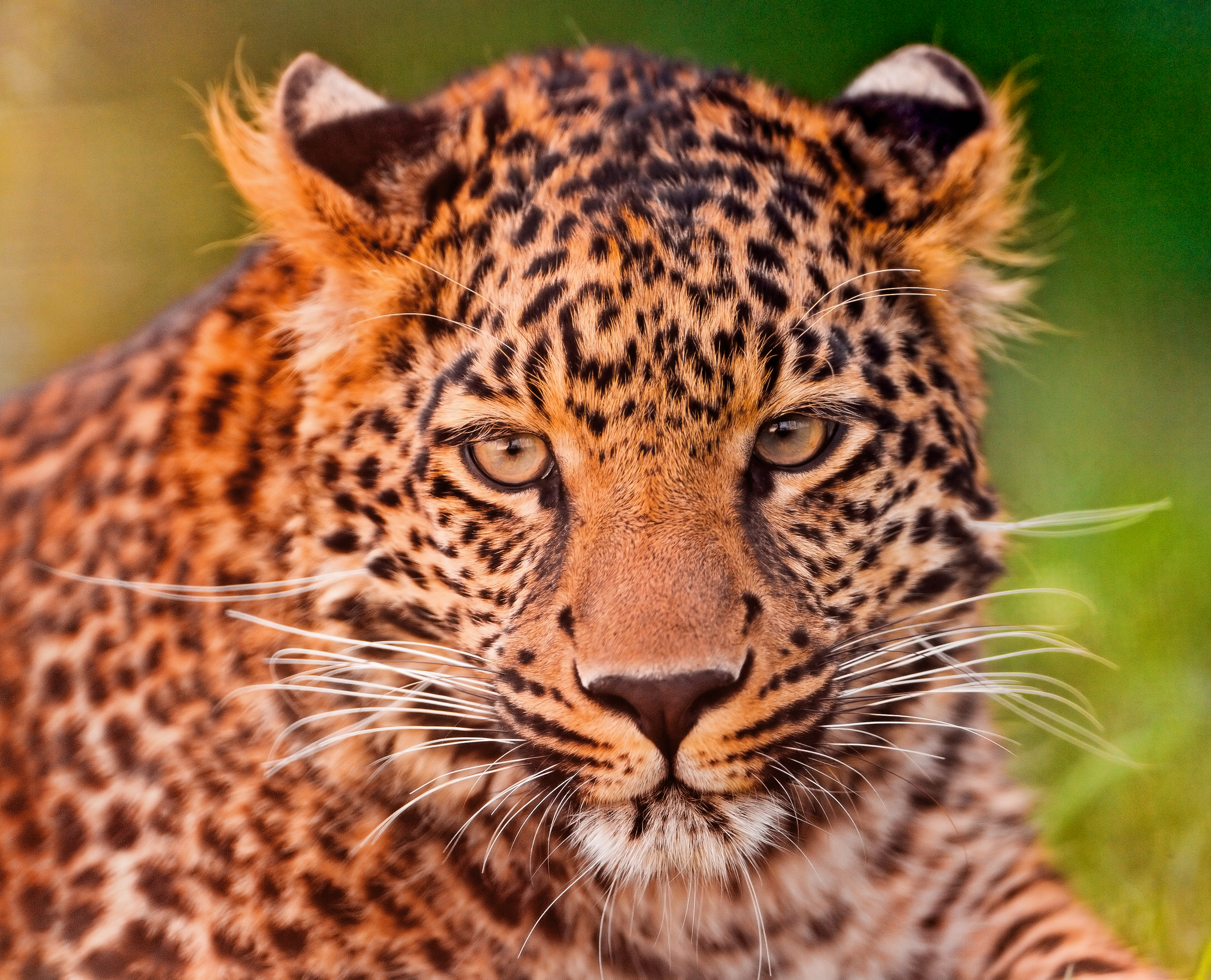 Wallpapers leopard view animal on the desktop