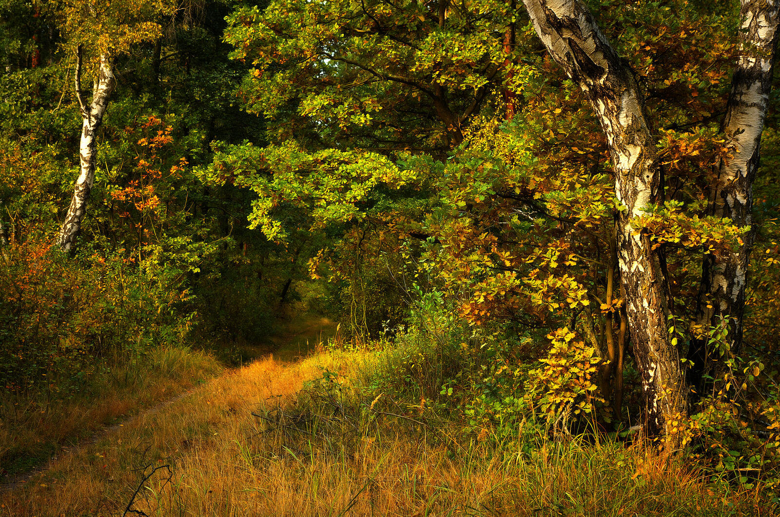 Бесплатное фото Тропинка в густой лес