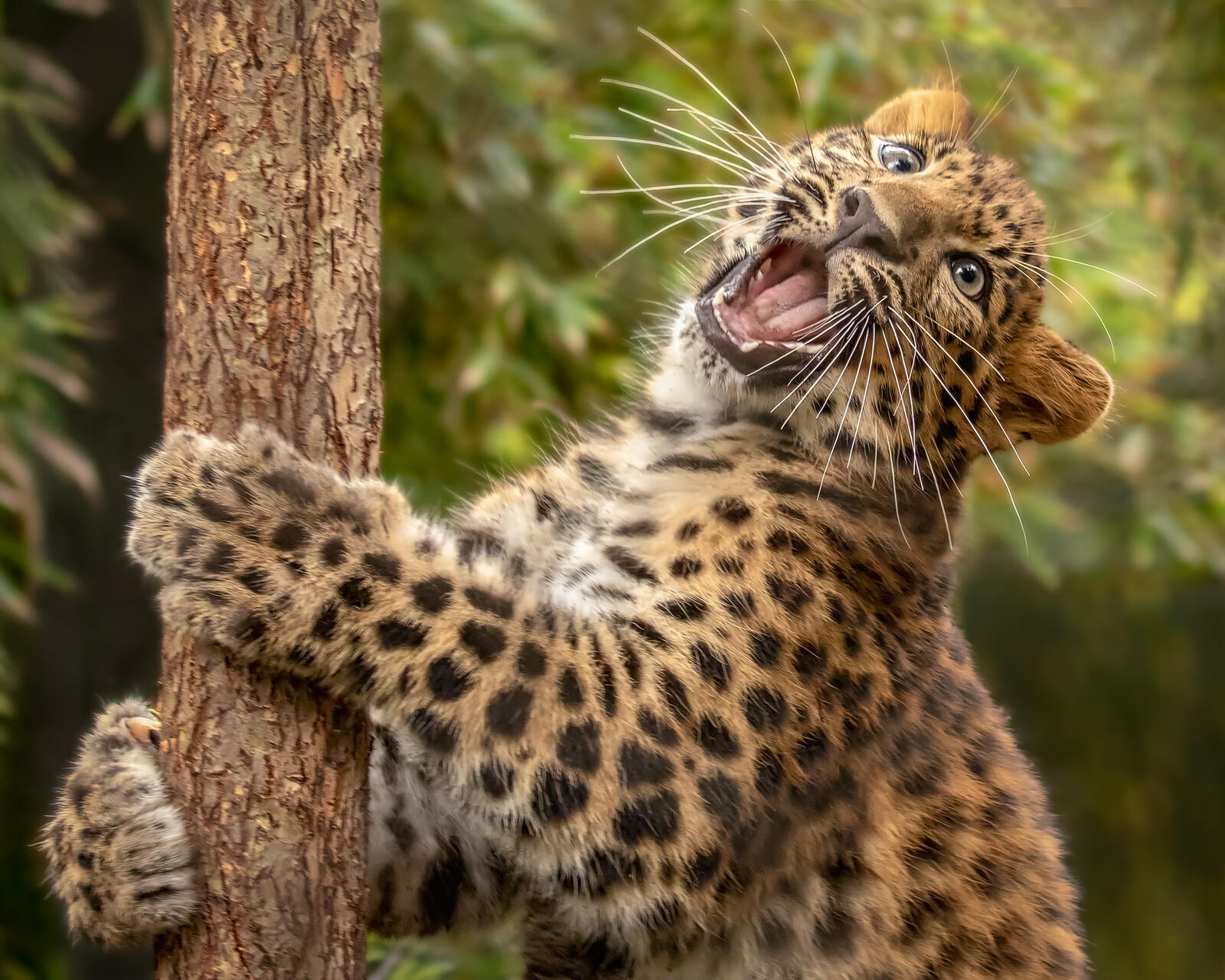 Бесплатное фото Кошка леопард