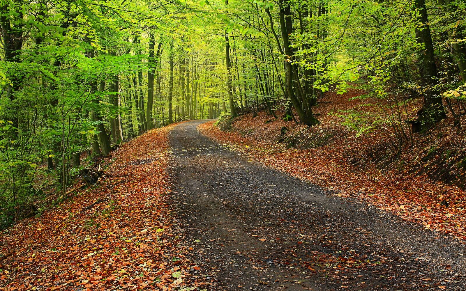 Wallpapers autumn forest road autumn on the desktop