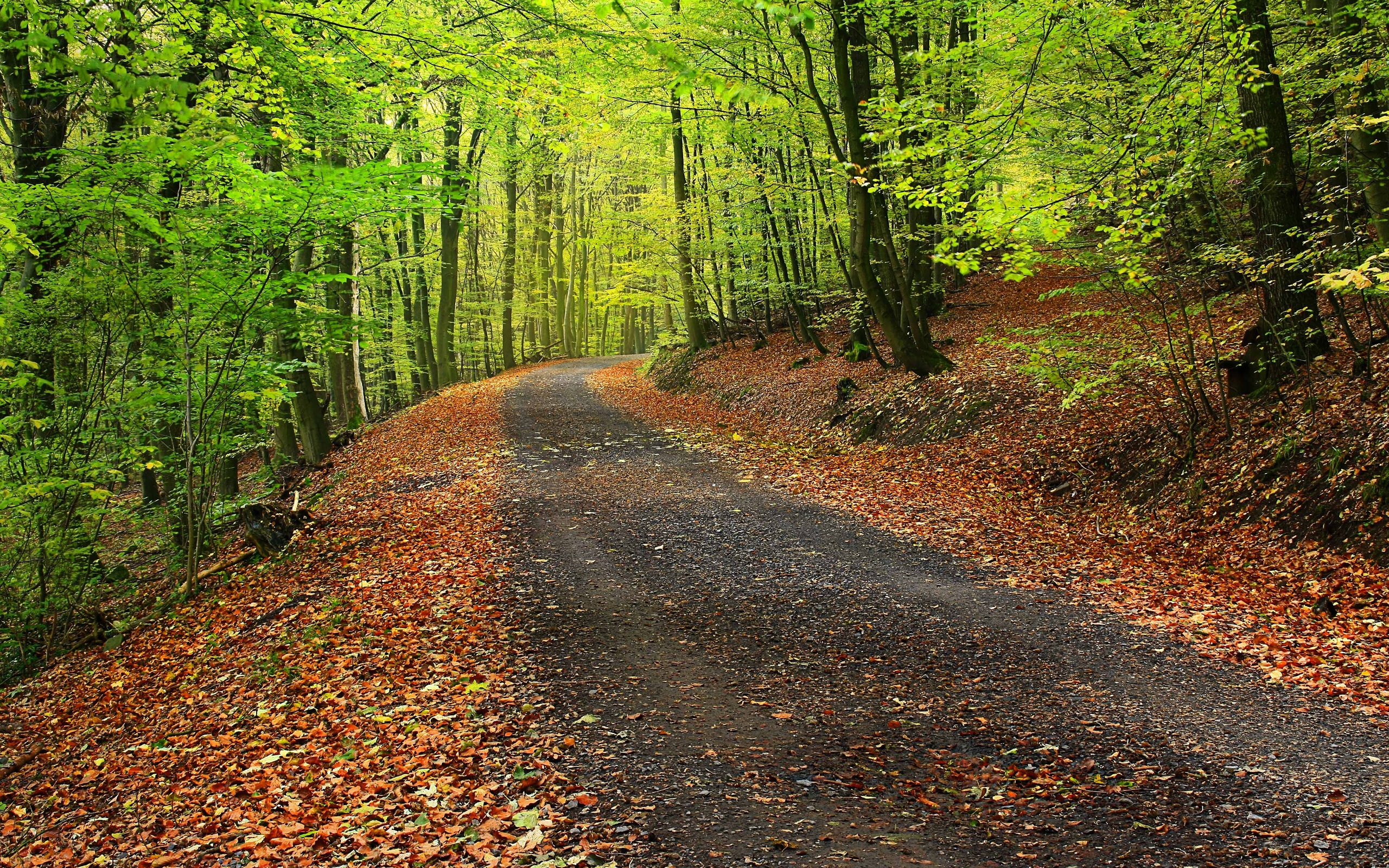 Wallpapers autumn forest road autumn on the desktop