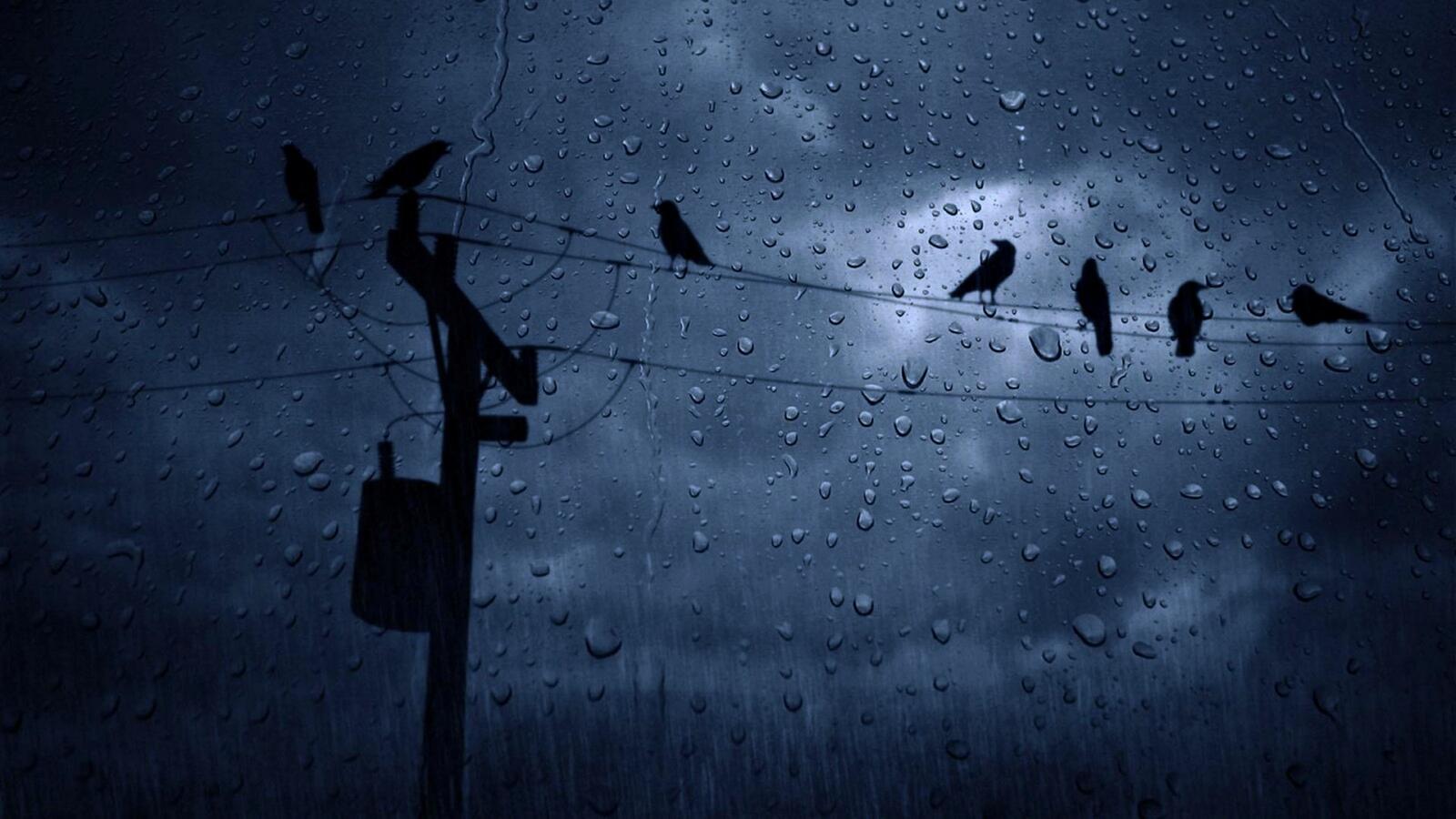 Free photo Birds on electrical wires in the rain