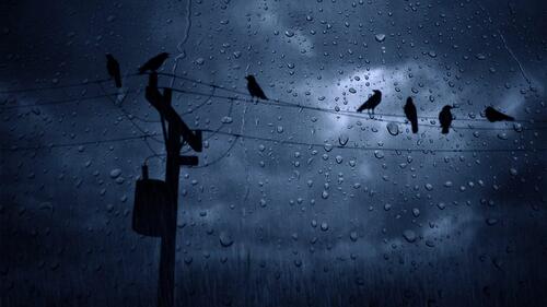 Birds on electrical wires in the rain