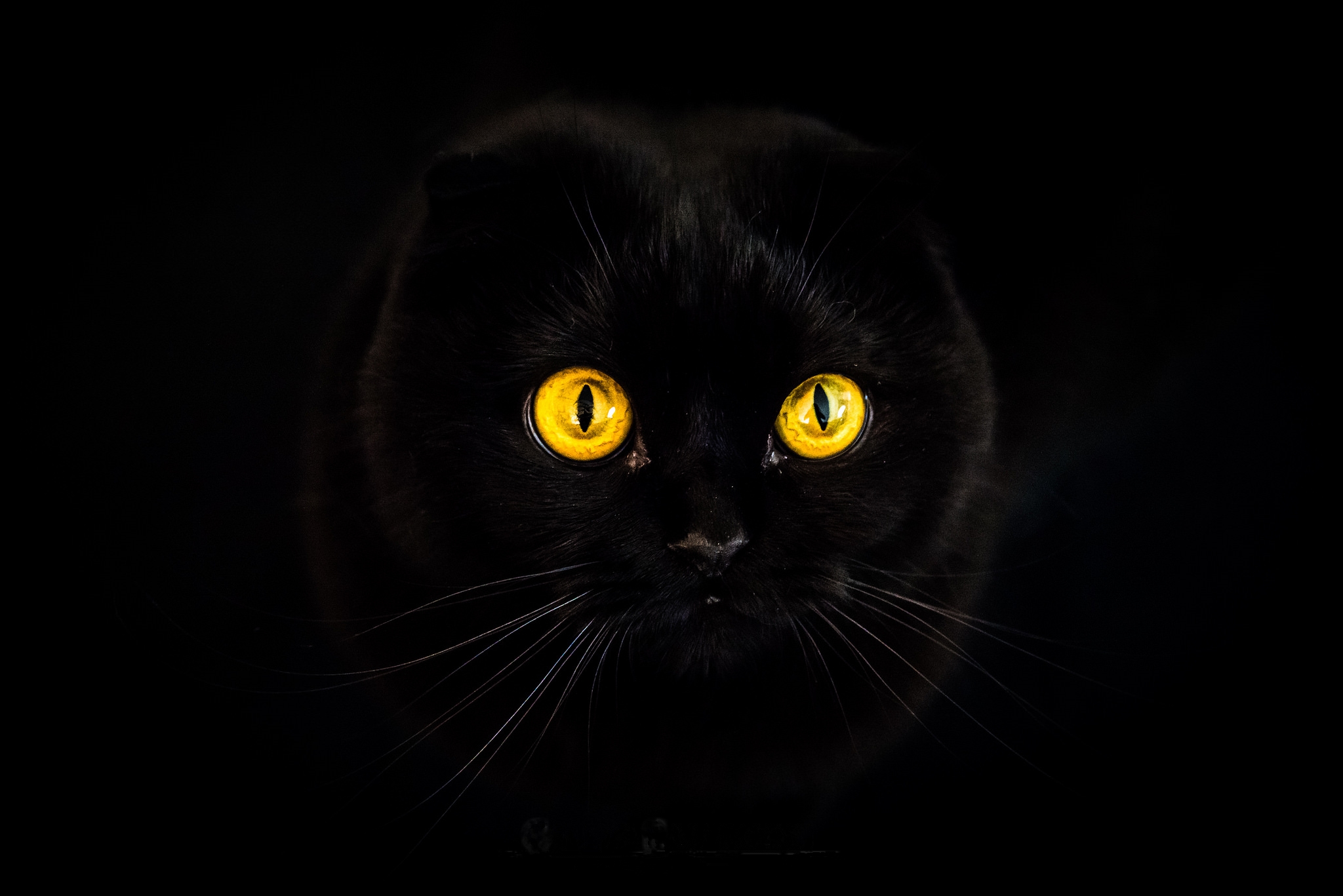 Wallpapers black cat black background eyes on the desktop