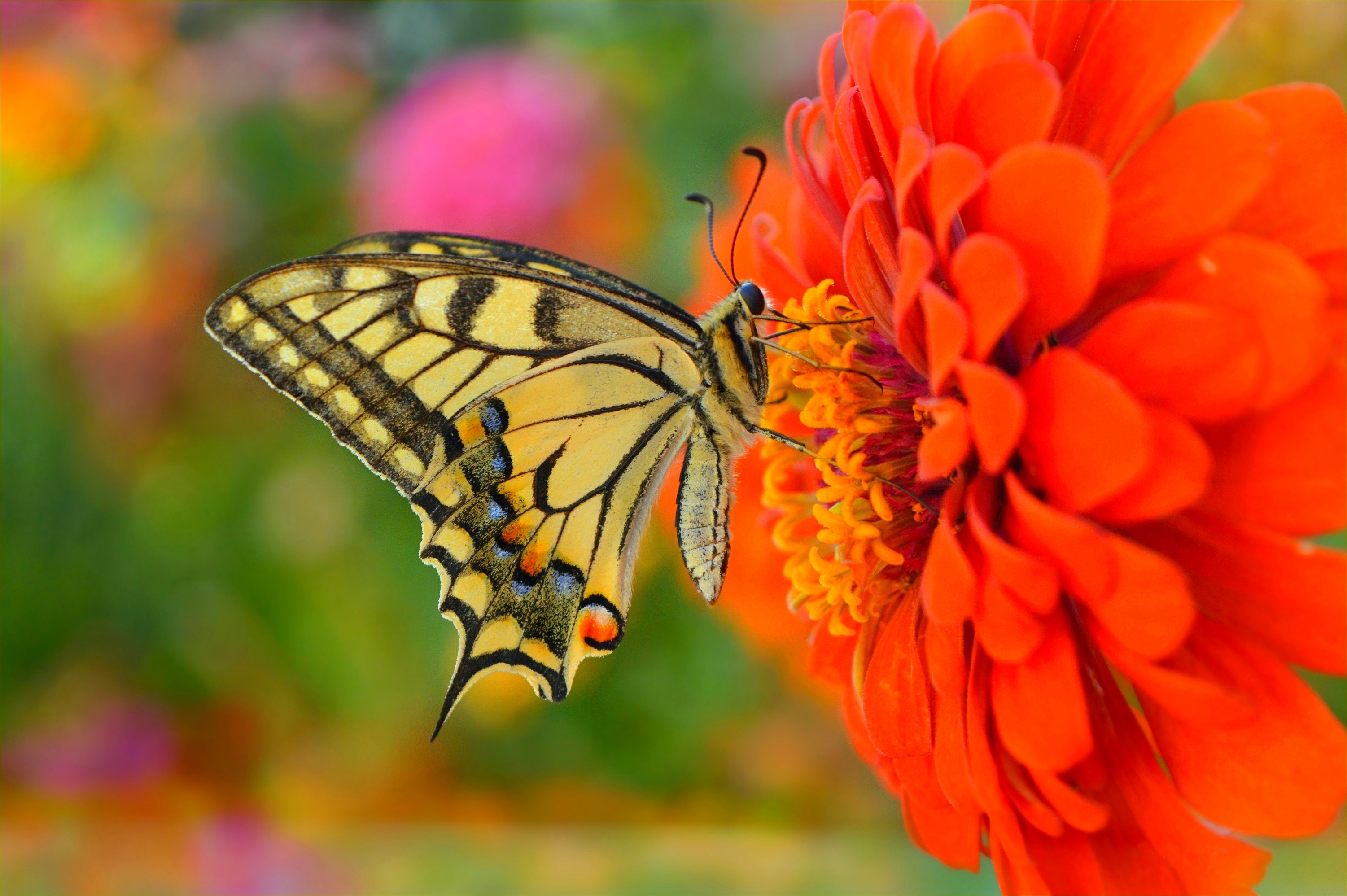 Фото бесплатно природа, бабочка, макро