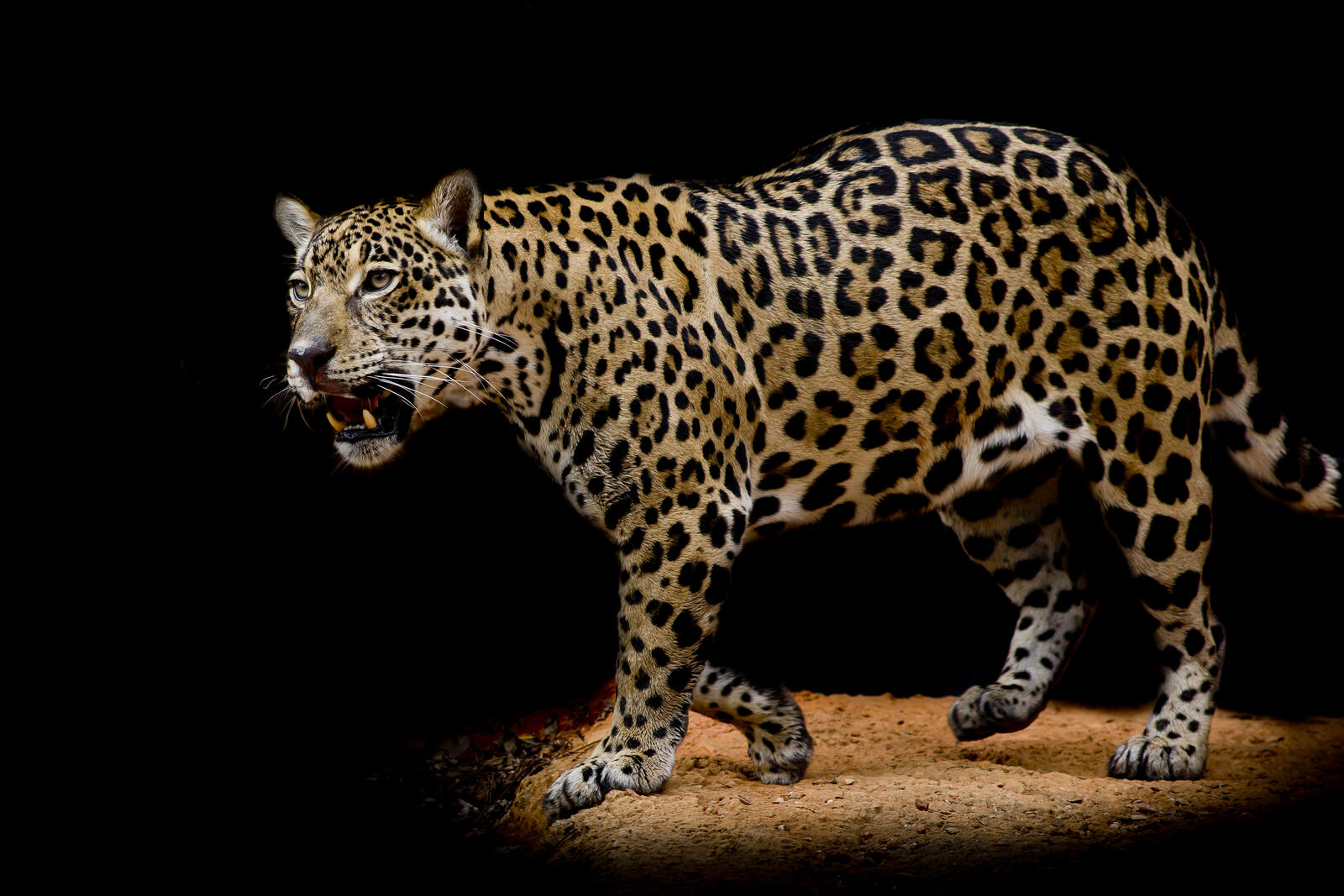 Wallpapers predatory cat animal leopard on the desktop