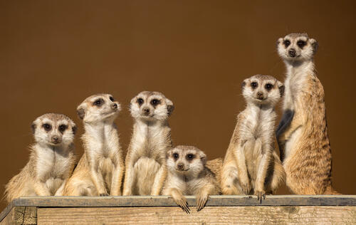 Meerkats desktop