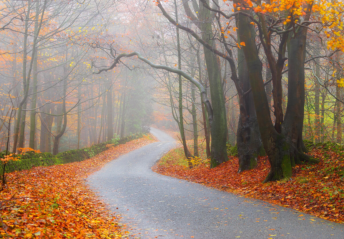 落叶和森林道路