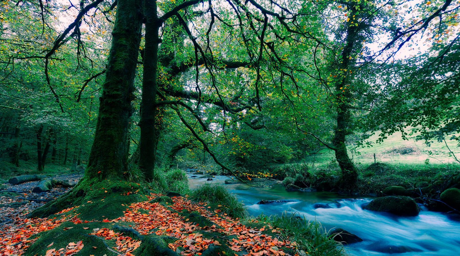 Free photo Wallpaper river, autumn leaves high quality