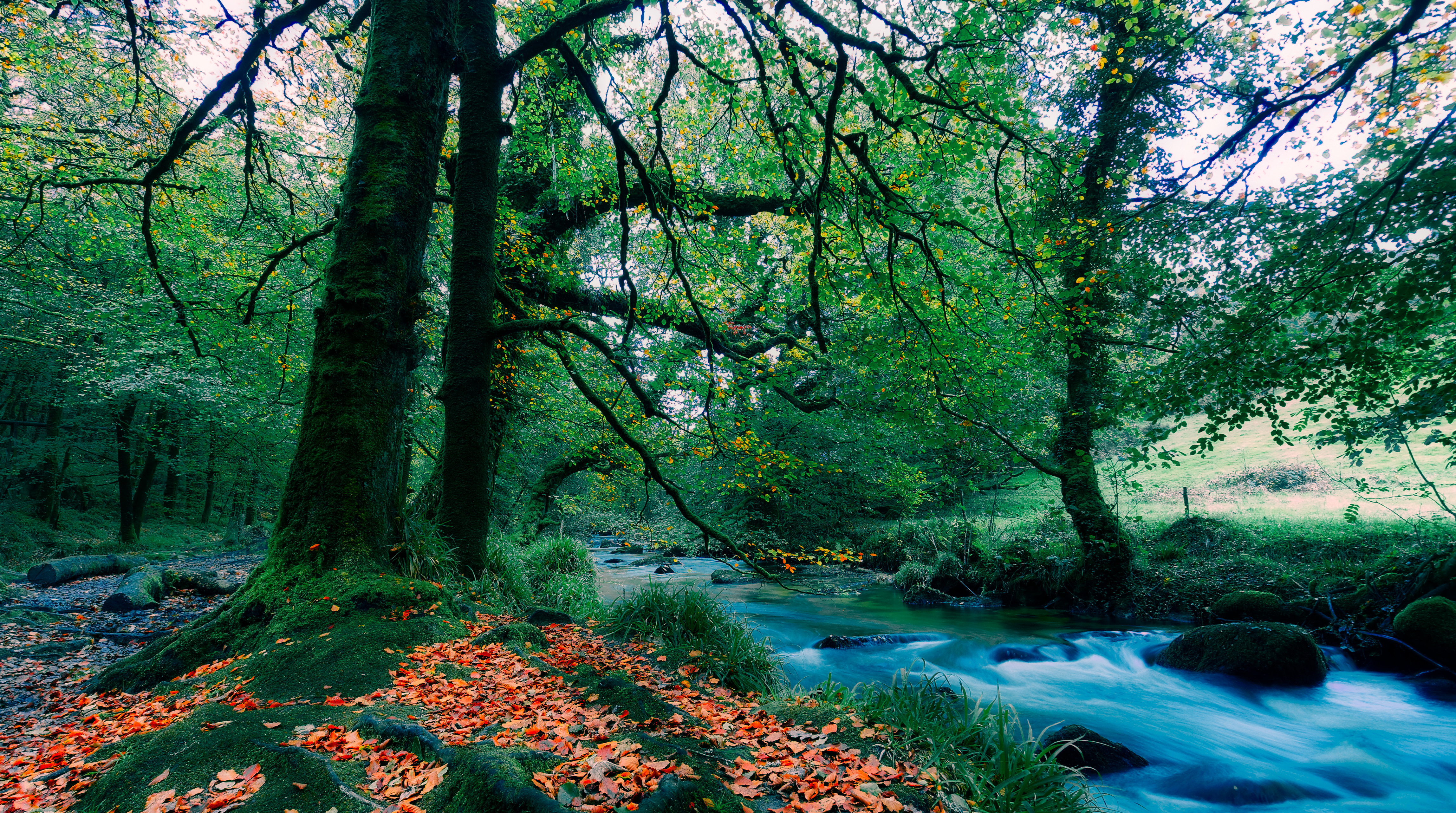 免费照片高质量的墙纸河流，秋天的树叶