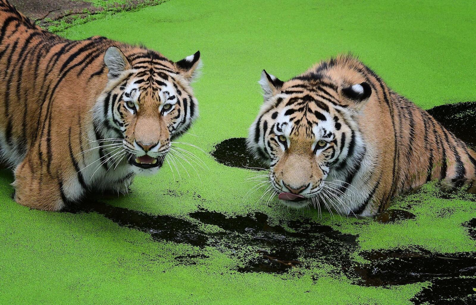 Бесплатное фото Обои на стол амурский тигр, хищник