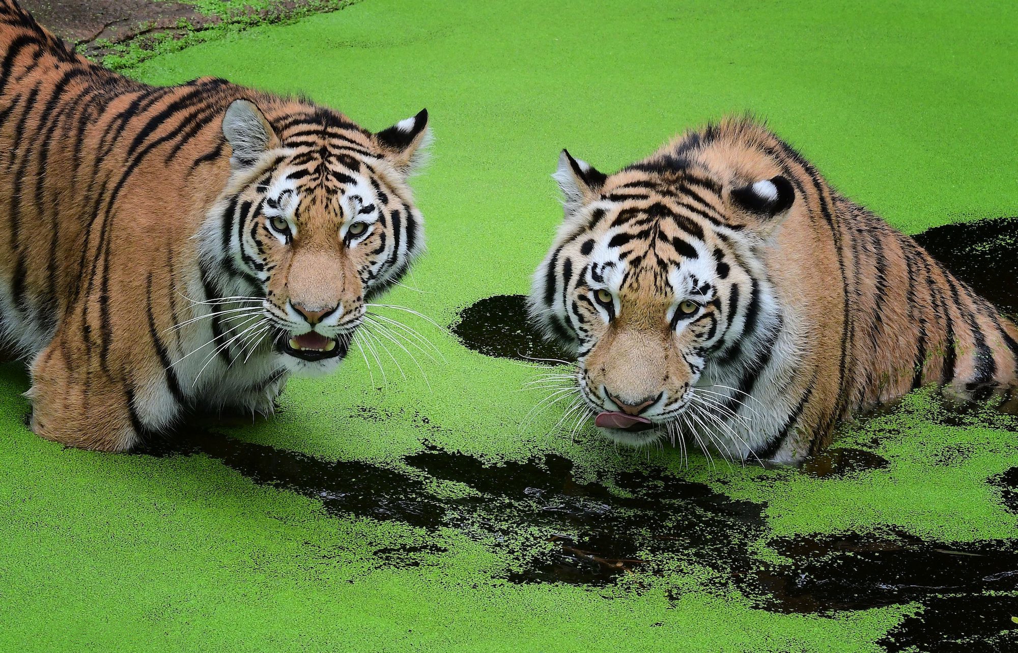 Обои на стол амурский тигр, хищник · бесплатная фотография от Fonwall
