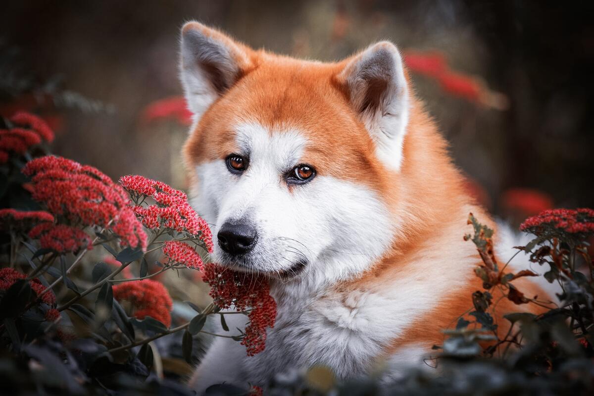 Akita redhead with red flowers