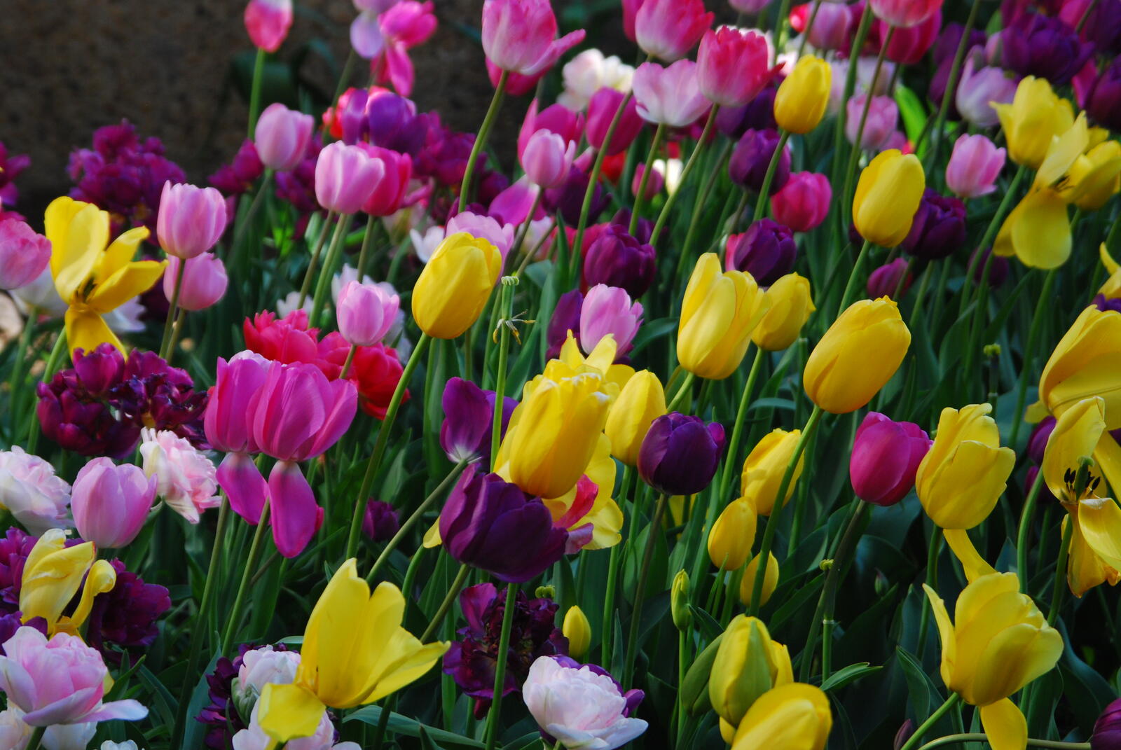 Бесплатное фото Заставка из тюльпанов