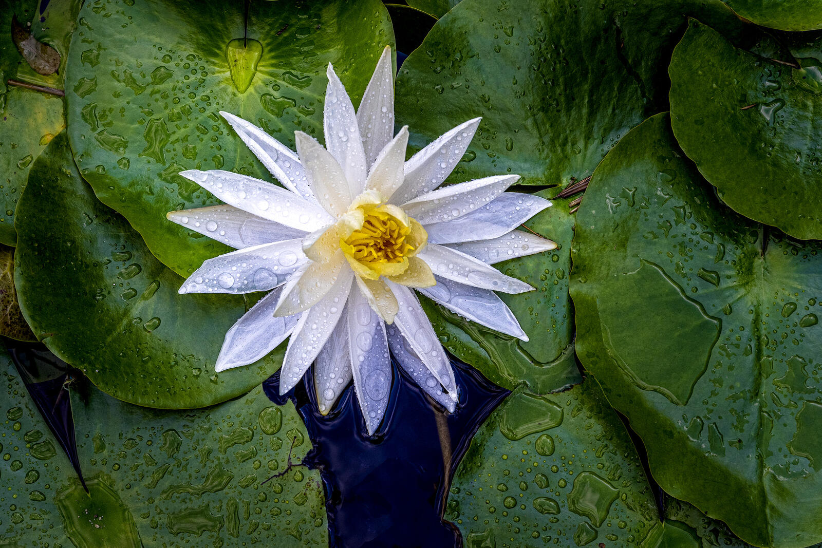 Wallpapers water Lily petals white on the desktop