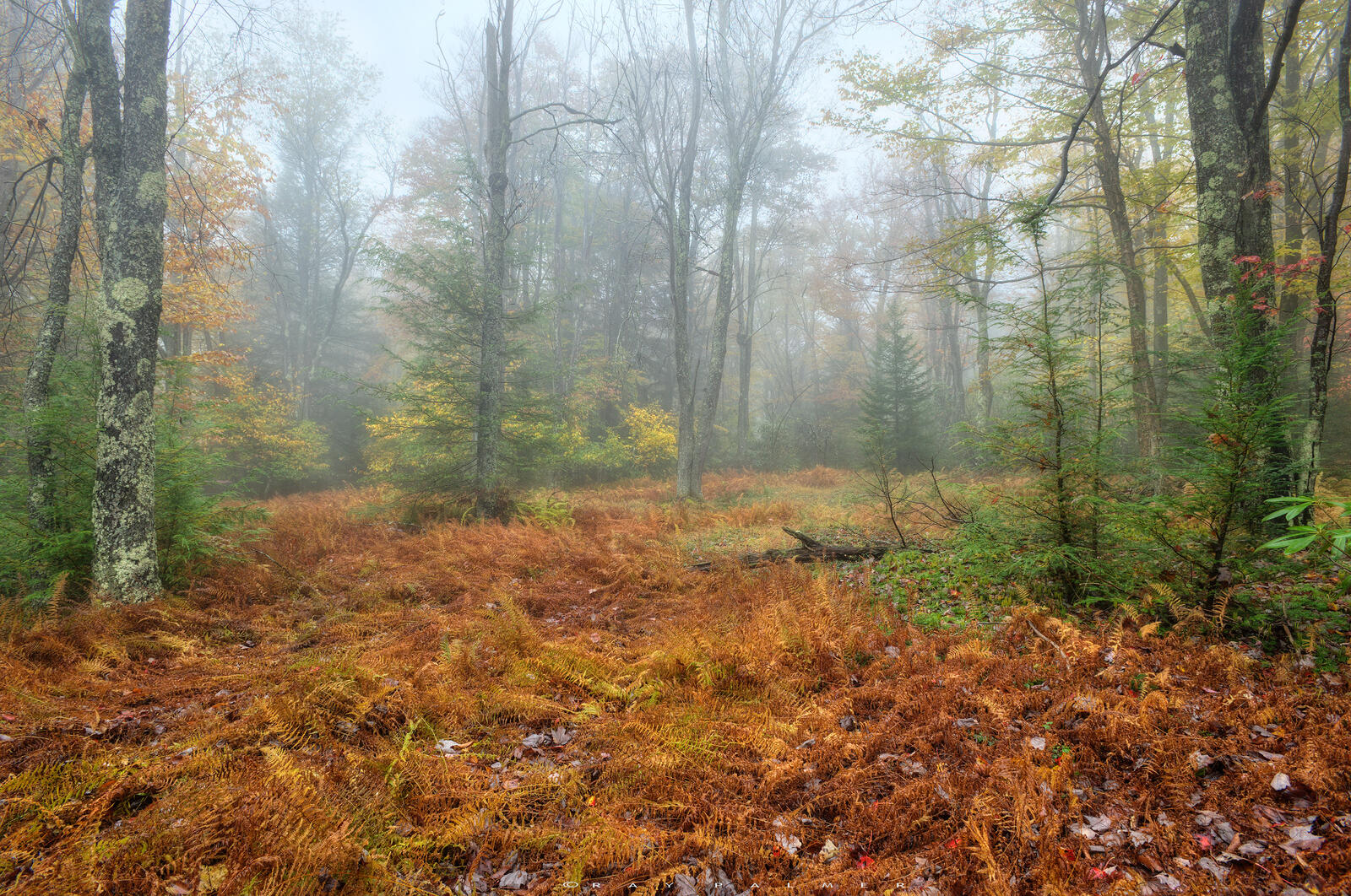 Обои пейзажи туман в лесу опавшие листья на рабочий стол