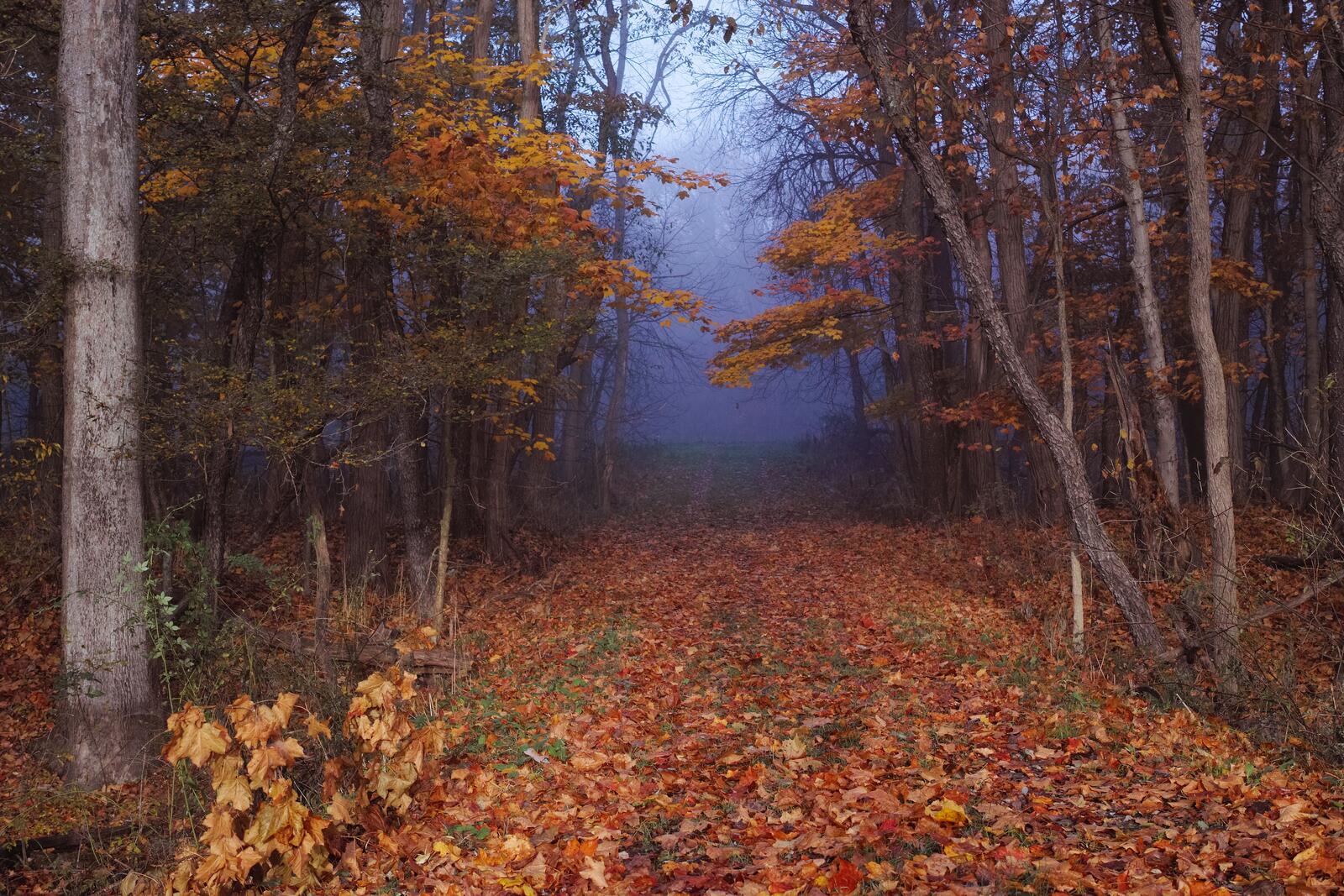 Wallpapers fog autumn leaves landscape on the desktop