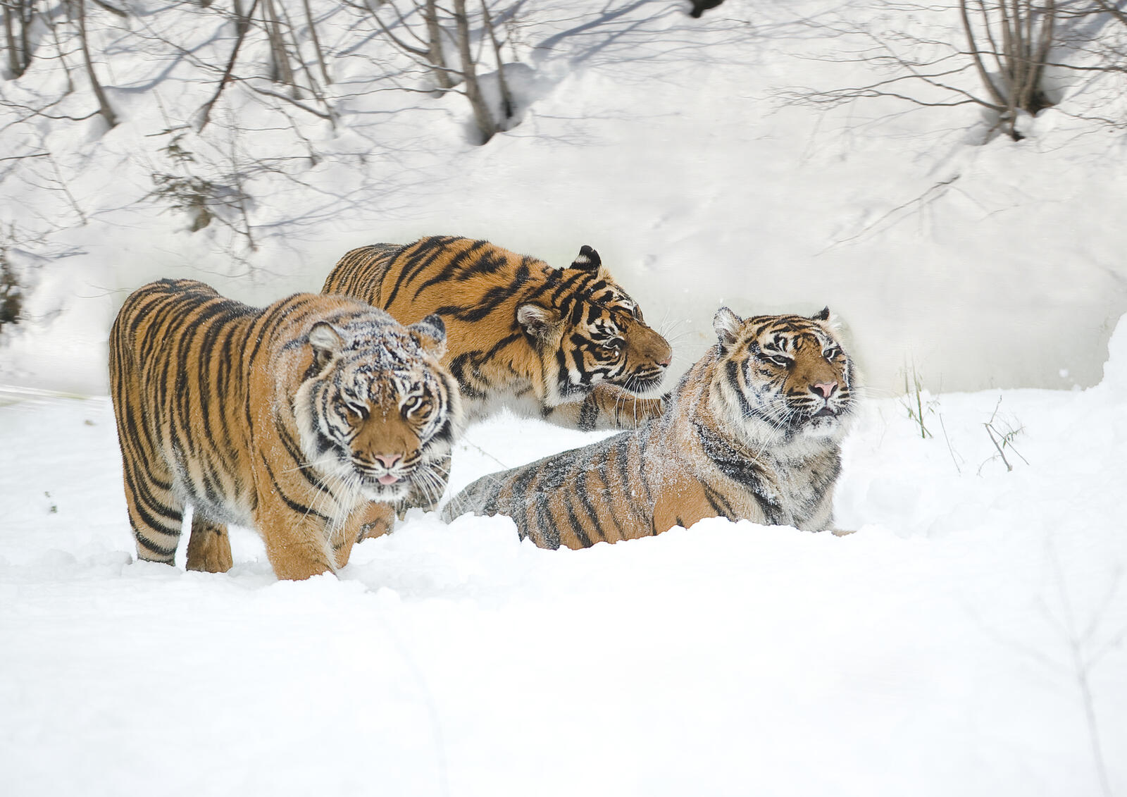 Free photo Three tigers playing in the snow