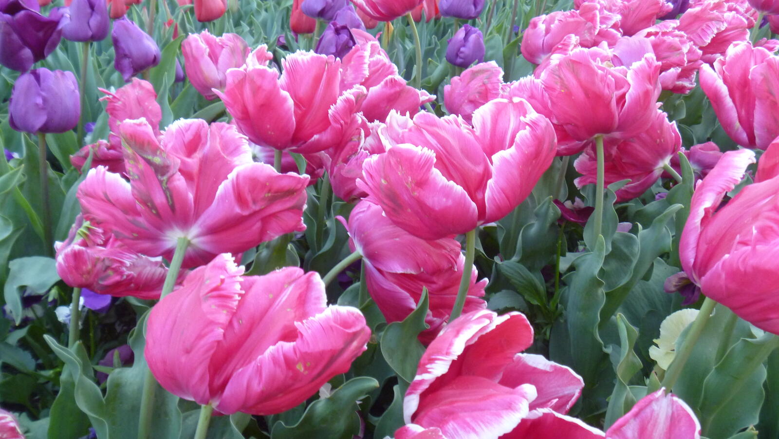 Бесплатное фото Обои и тюльпаны