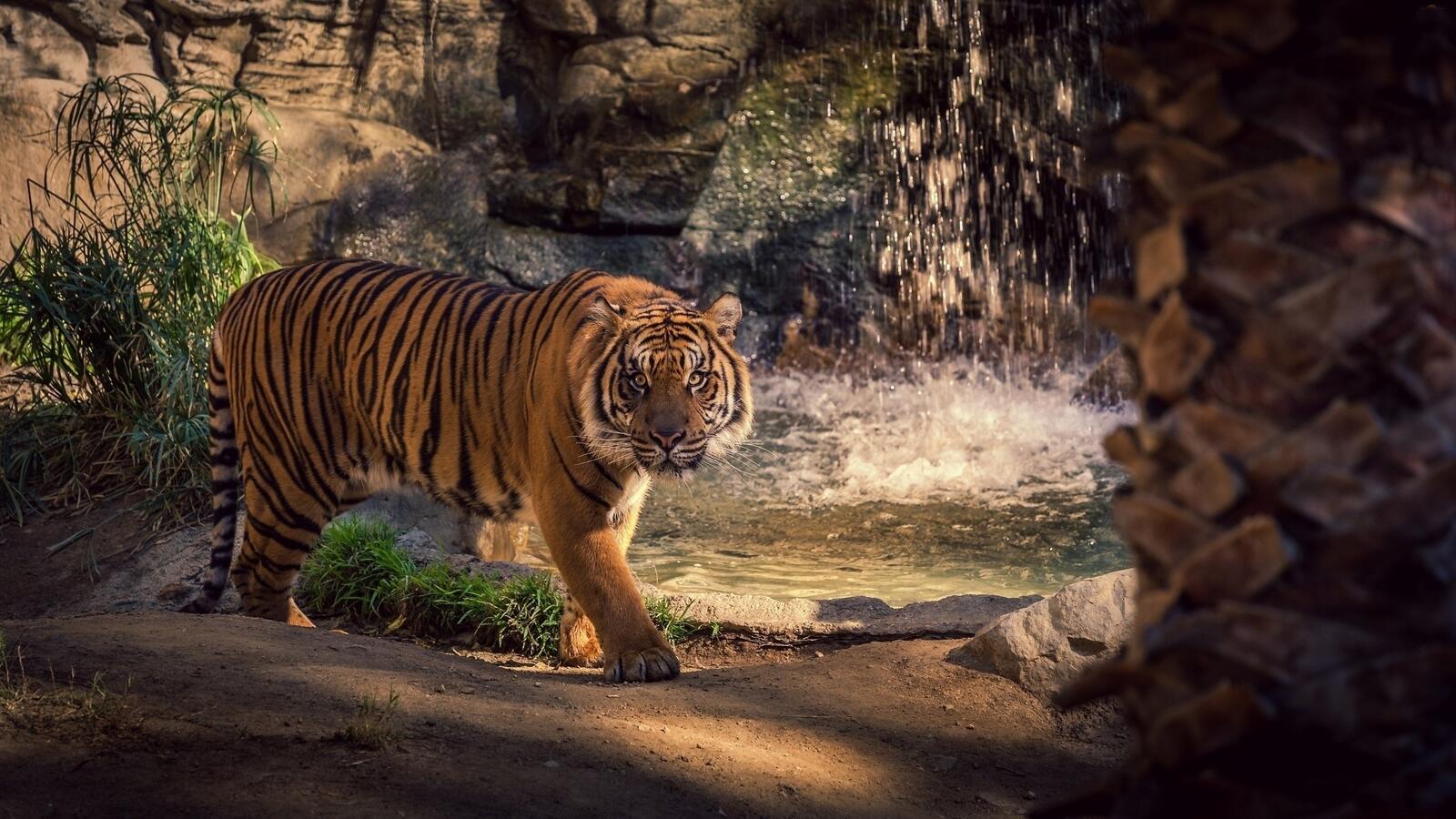 Wallpapers big cats tiger waterfall on the desktop