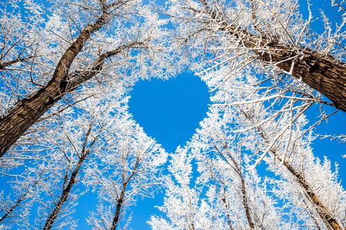 Heart from tree branches