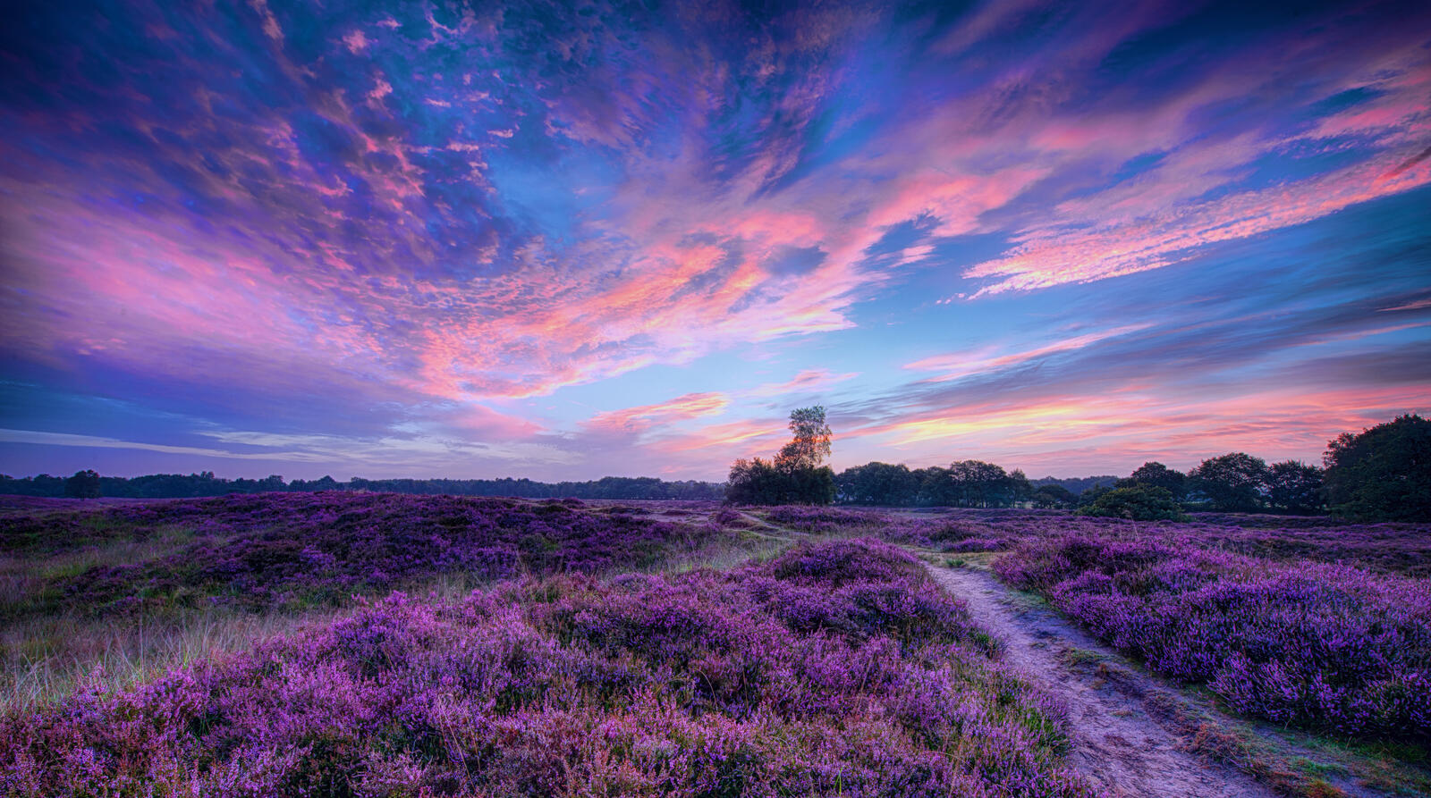 Wallpapers beautiful sky path lavender field on the desktop