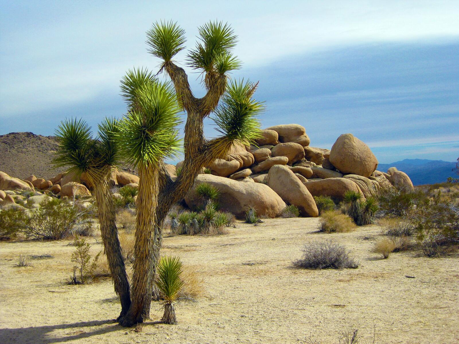 Wallpapers rocks cacti California State on the desktop