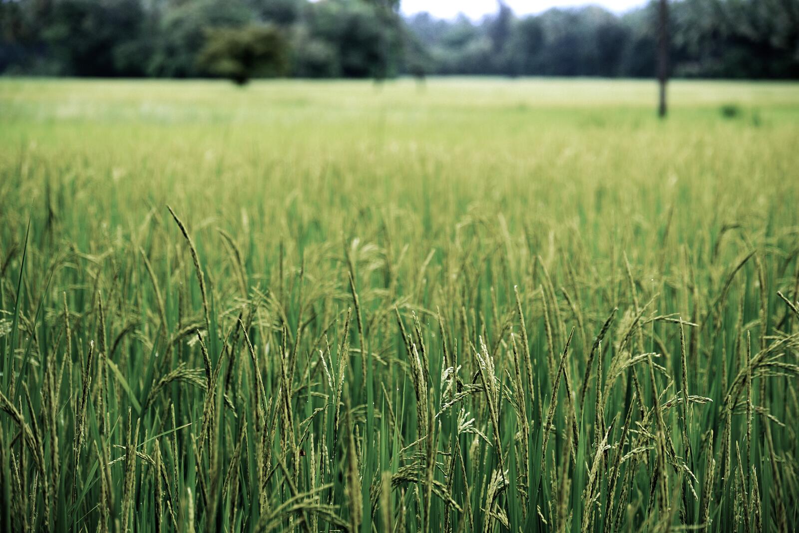 Wallpapers grass plant field on the desktop