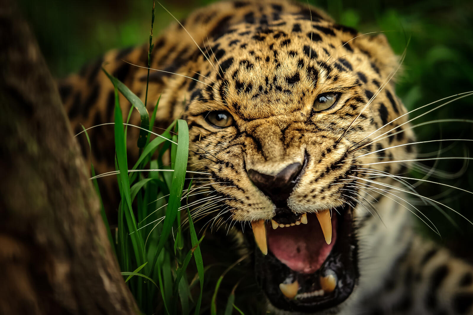 Wallpapers Amur Leopard wild cat predator on the desktop