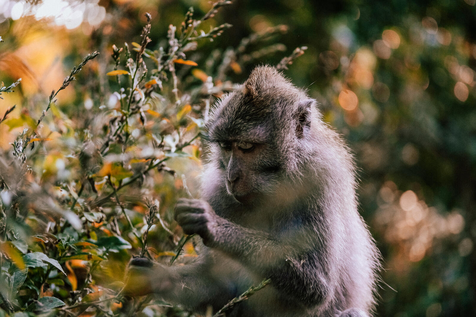 Обои обезьяна Индонезия Бали на рабочий стол
