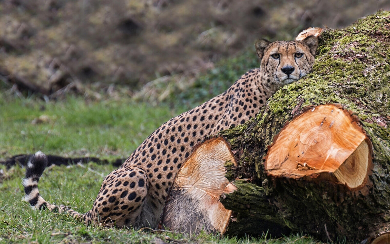 Обои cheetah гепард взгляд на рабочий стол