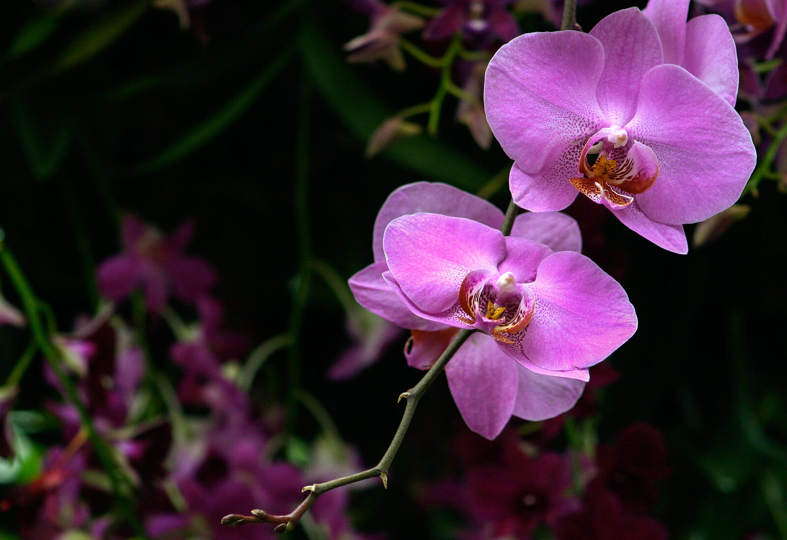 Обои флора орхидеи цветок на рабочий стол