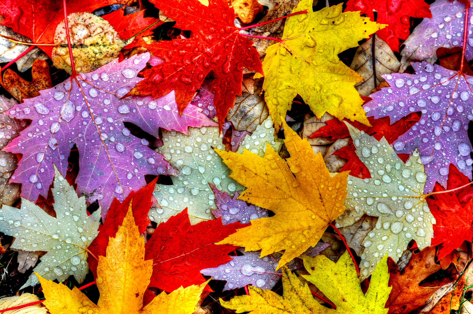 Wallpapers drops nature autumn foliage on the desktop