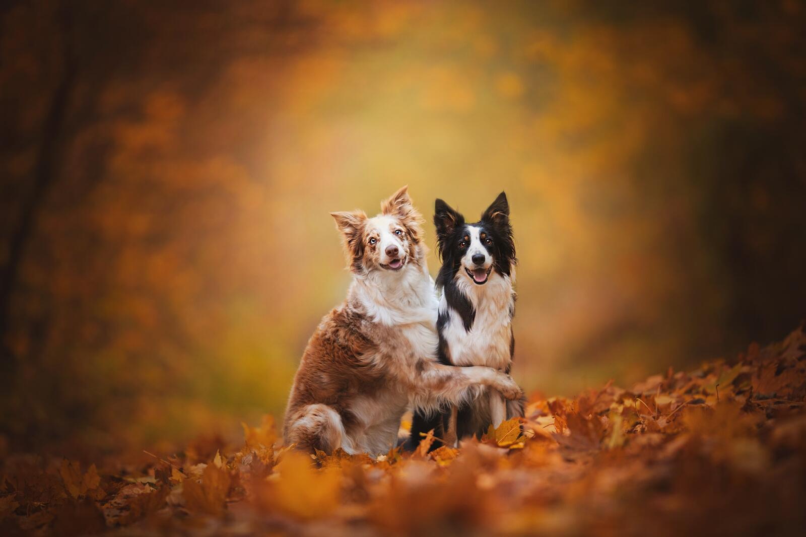 Обои Бордер-колли собаки осень на рабочий стол