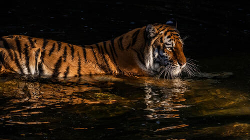 Водоплавающий тигр