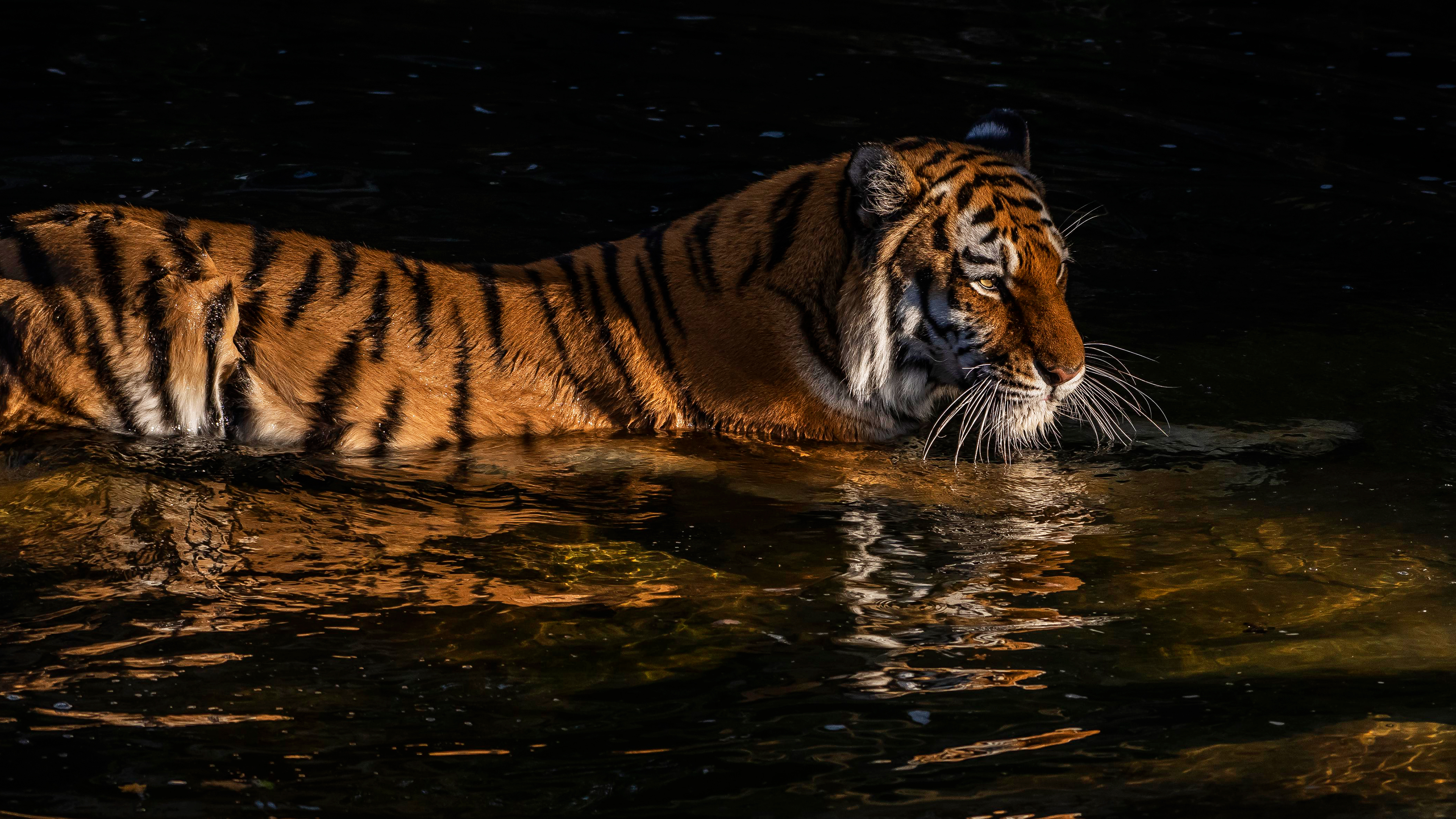 Водоплавающий тигр · бесплатное фото