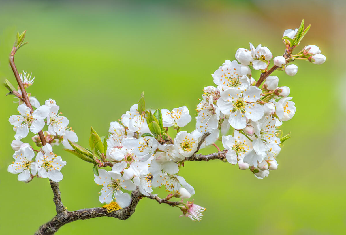 Cherry blossom photo of the tree