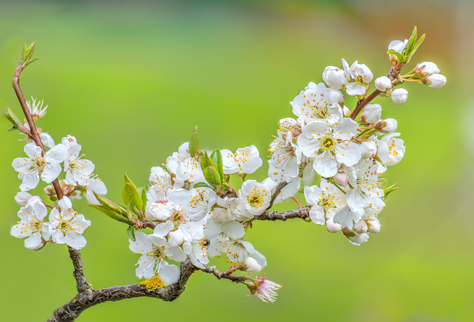 免费照片樱花树照片