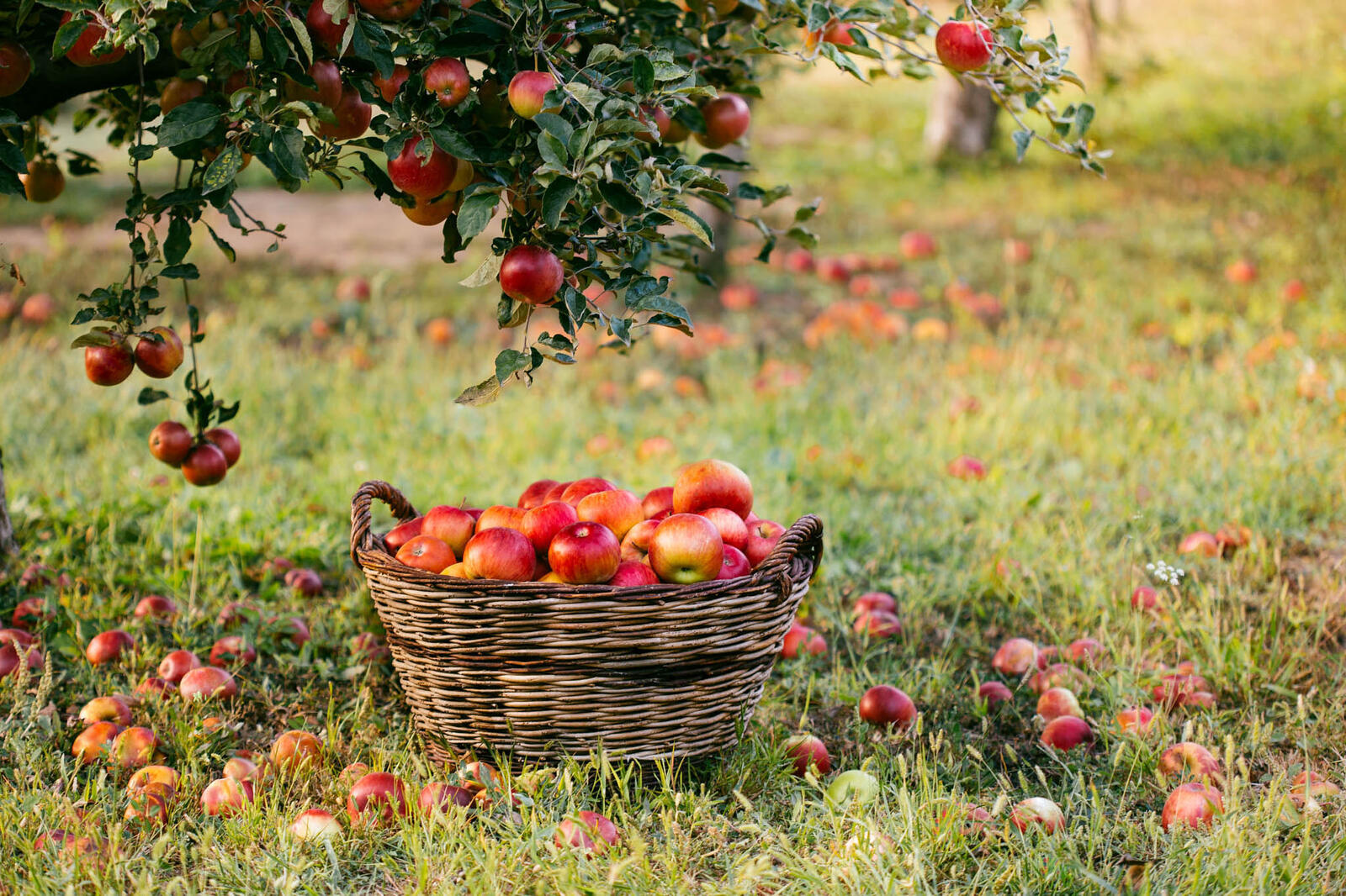 Обои яблоня яблоки плоды на рабочий стол