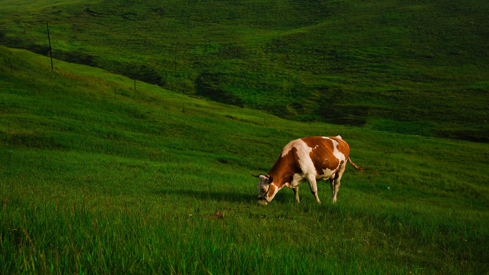 Free photo A cow grazes in a meadow
