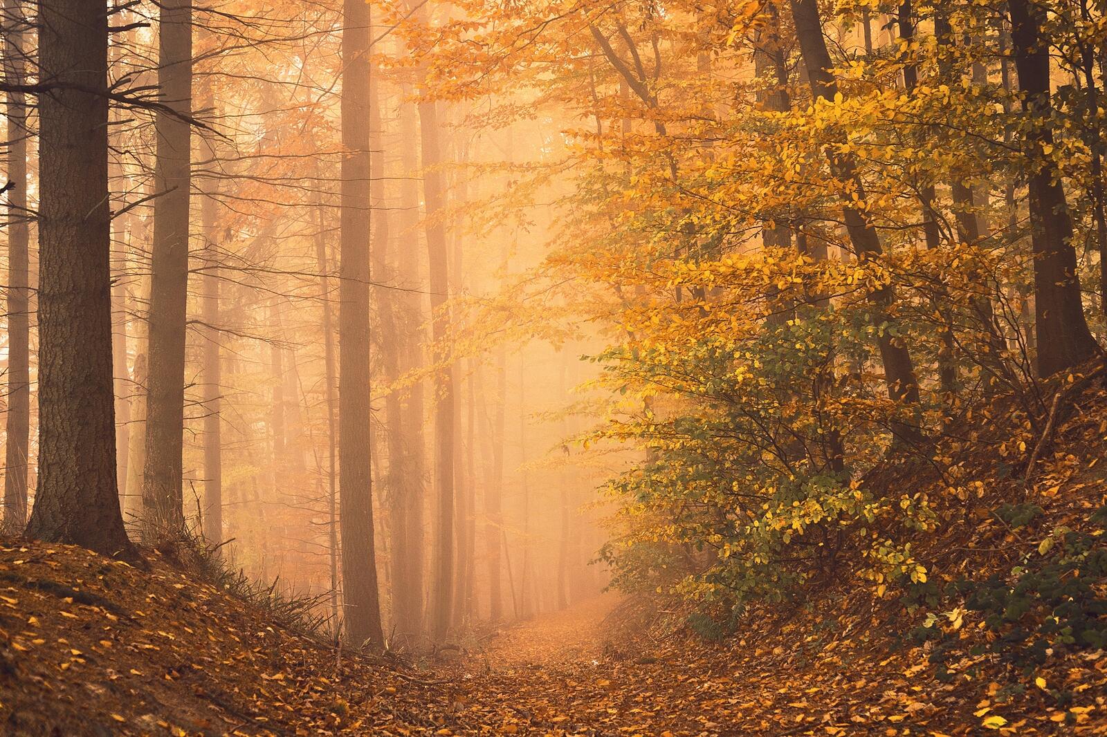 Wallpapers yellow foliage autumn colors fog in the forest on the desktop