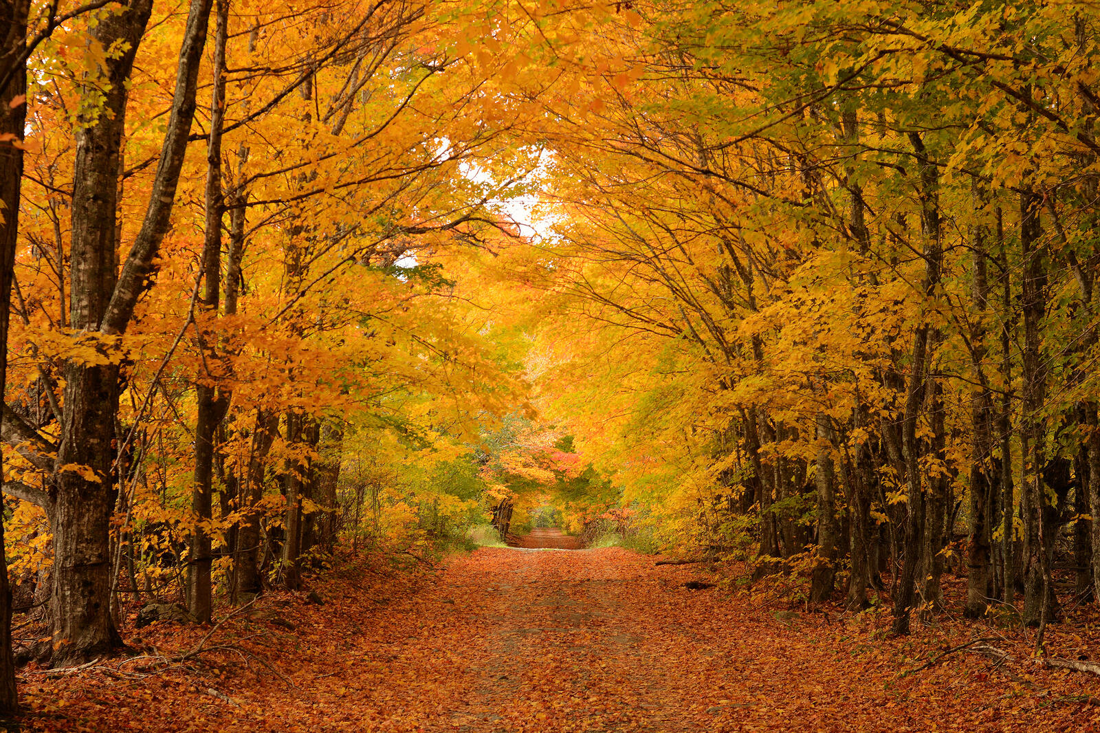 Обои осень лес дорога деревья природа осенние краски на рабочий стол
