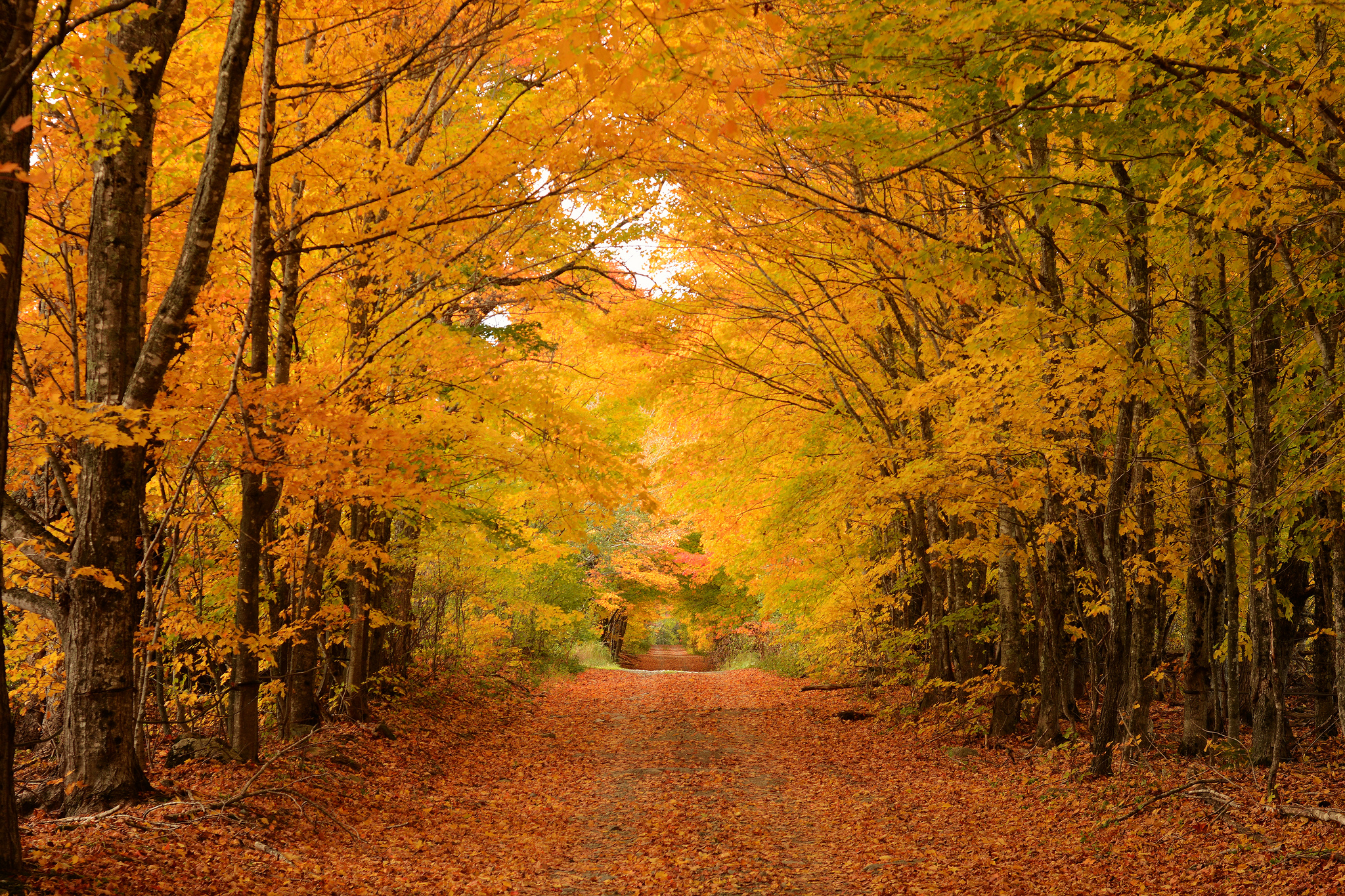 桌面上的壁纸秋季 森林 道路 树木 自然 秋色