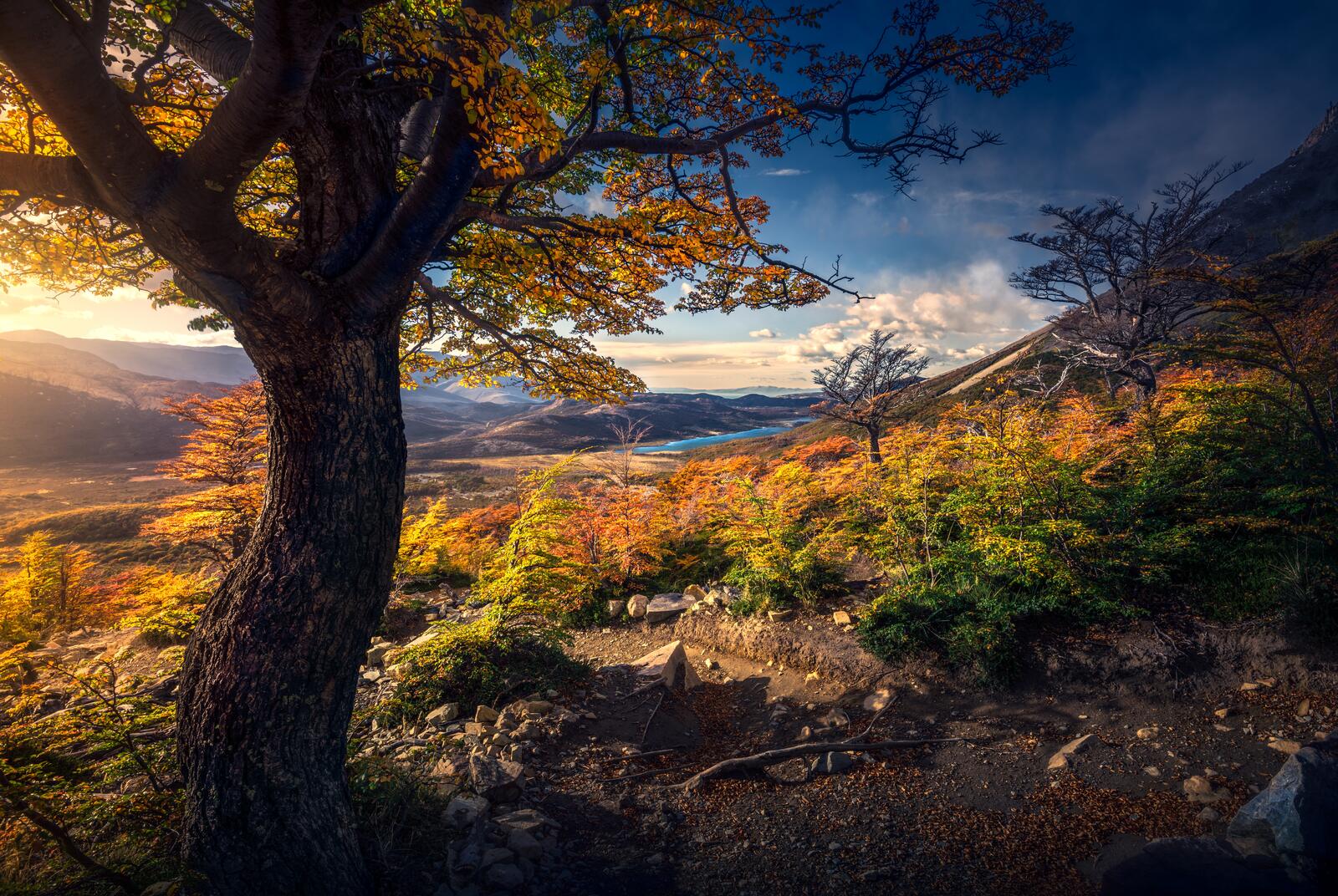 免费照片金色的秋天在山上
