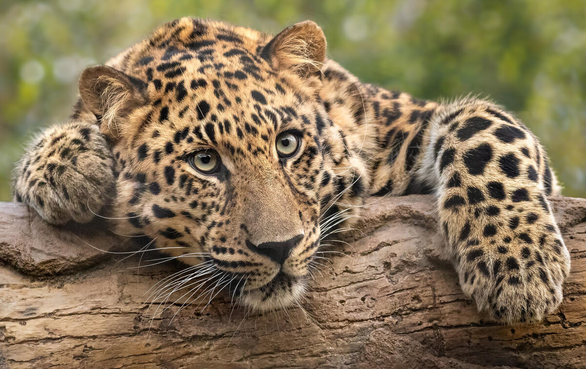 Уставший леопард на бревне