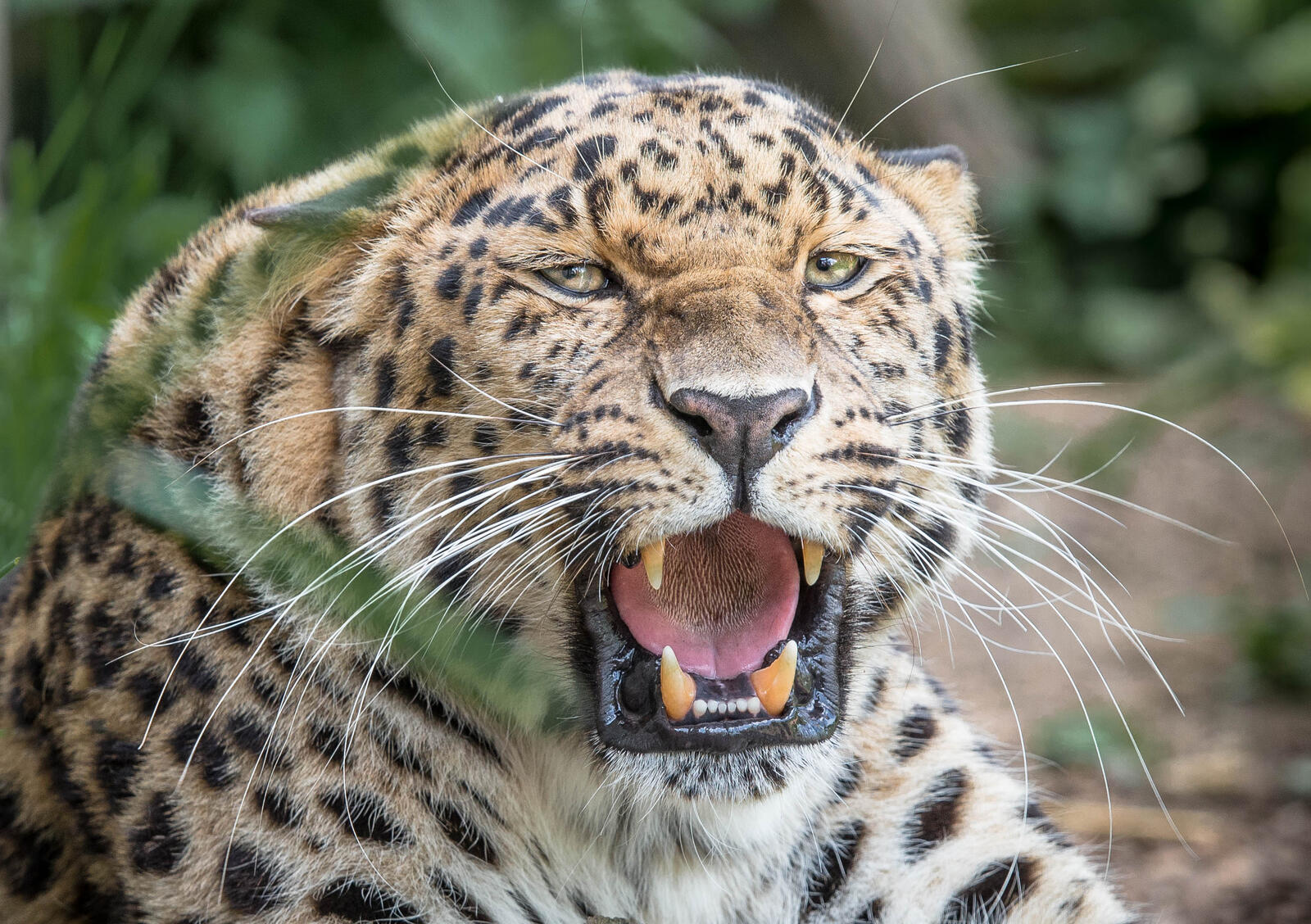 Wallpapers Leopard snarl leopard on the desktop