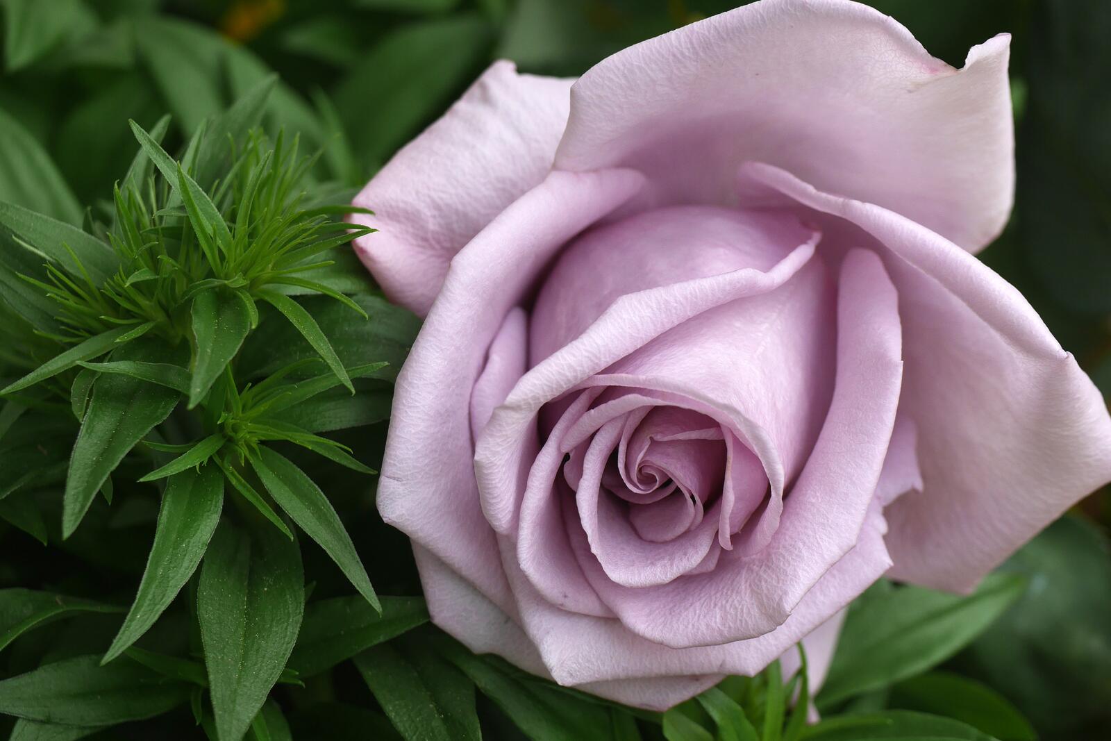 Обои цветение флора розы на рабочий стол